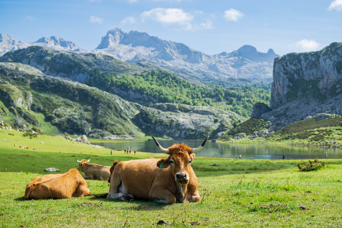 //www.som2travel.es/cdn/images/content/España/Asturias Pequeña 1.jpg